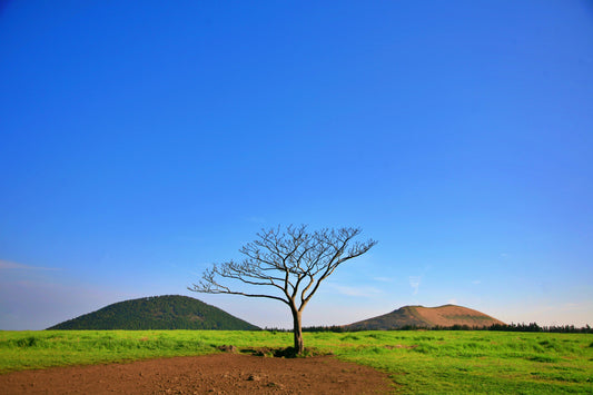 [BE:SSOBLY]Jeju Island's Thriving Cosmetics Industry: Harnessing Nature, Innovation, and Sustainability